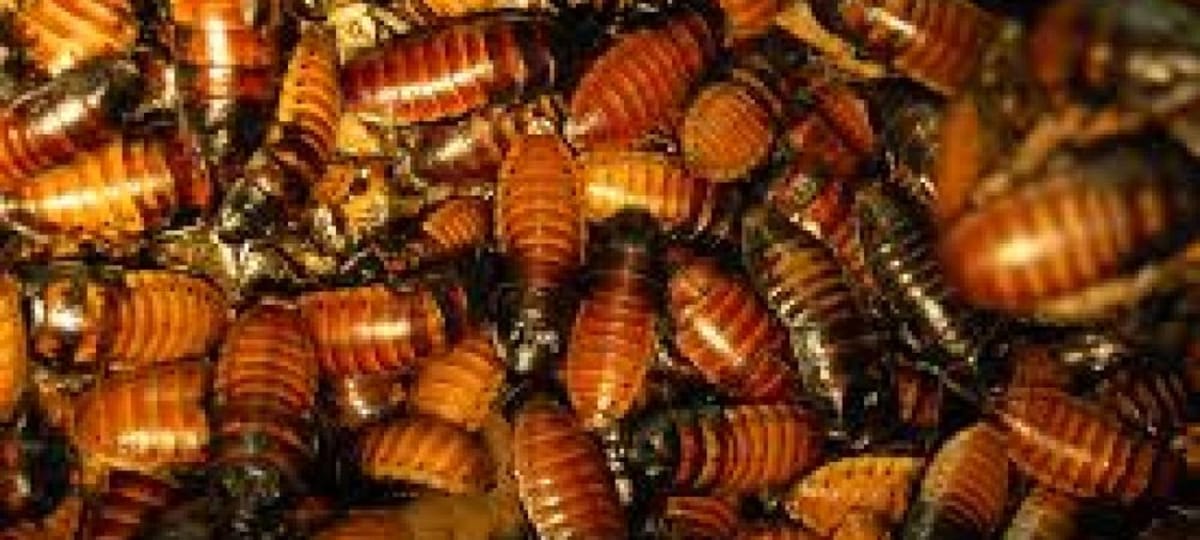 RoachRambles #001 - 08/13/26